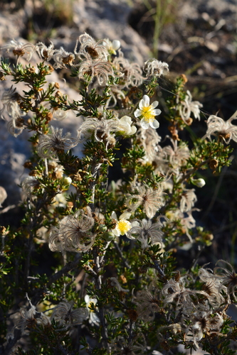heath cliffrose (Purshia ericifolia)