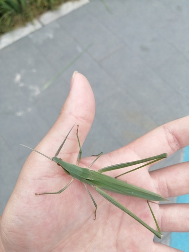 Oriental Longheaded Locust