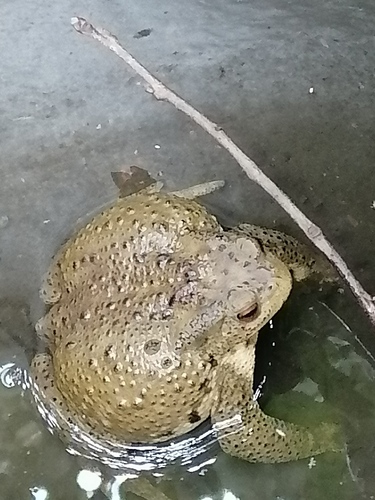 Asiatic Toad