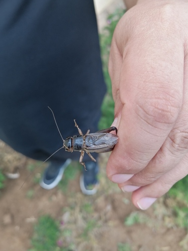 Emma Field Cricket