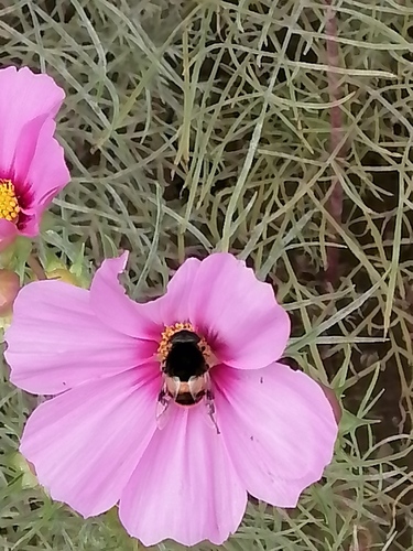 Phytomia zonata