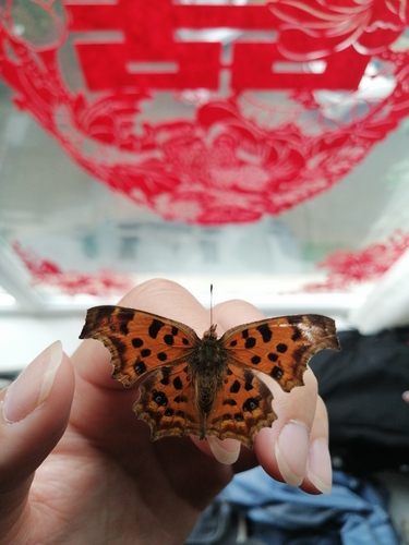 Asian Comma