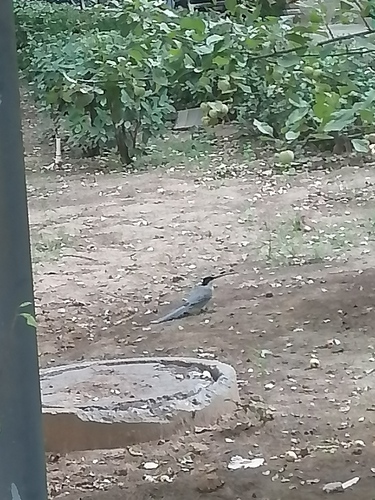 Azure-winged Magpie