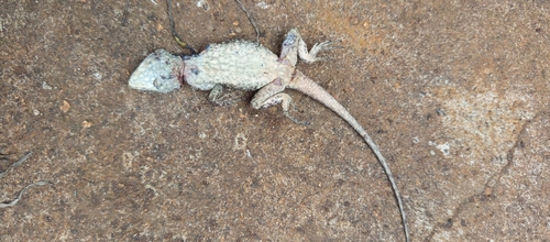 Southern Tree Agama