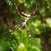 Signature Spider - Photo (c) Maavin Faure, all rights reserved, uploaded by Maavin Faure
