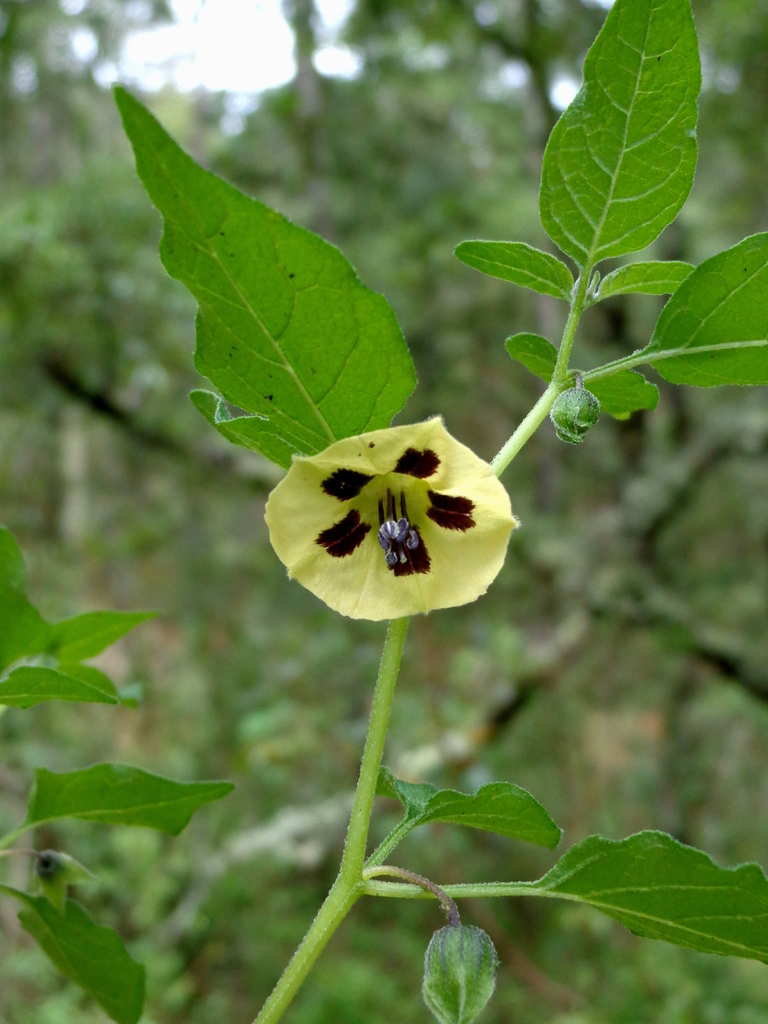 Slender groundcherry