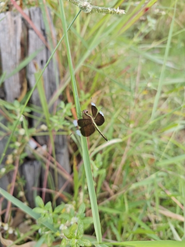 Pied Paddy Skimmer