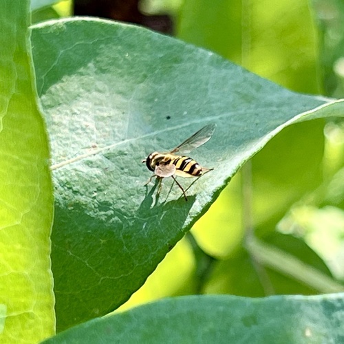 Unknown species found near Olbrich Botanical Gardens, Madison, WI, US
