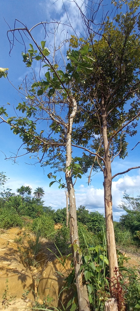 Teak in June 2022 by aidan716 · iNaturalist