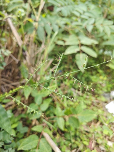 wavyleaf basketgrass