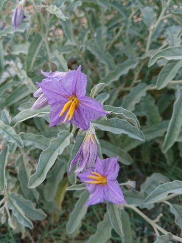 silverleaf nightshade