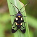 Trypanophora semihyalina - Photo (c) Aither, all rights reserved, uploaded by Aither