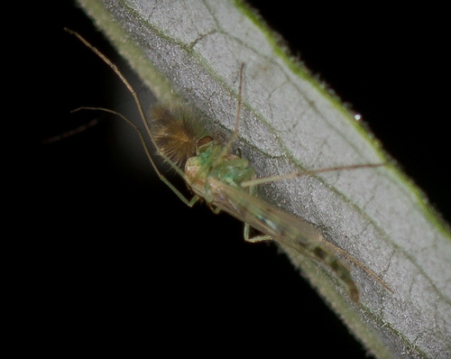 iNaturalist observation photo of Chironomus