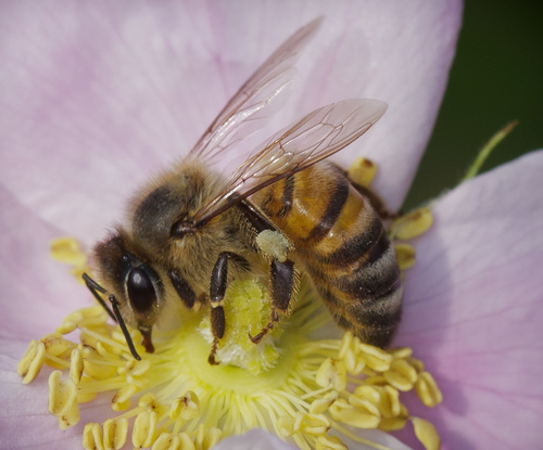 iNaturalist observation photo of Western Honey Bee