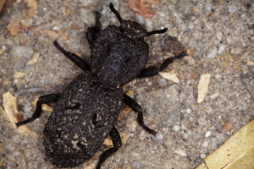 iNaturalist observation photo of Diabolical Ironclad Beetle