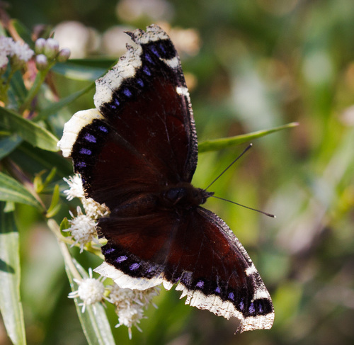 iNaturalist observation photo of Mourning Cloak