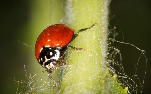 iNaturalist observation photo of Spotless Lady Beetle