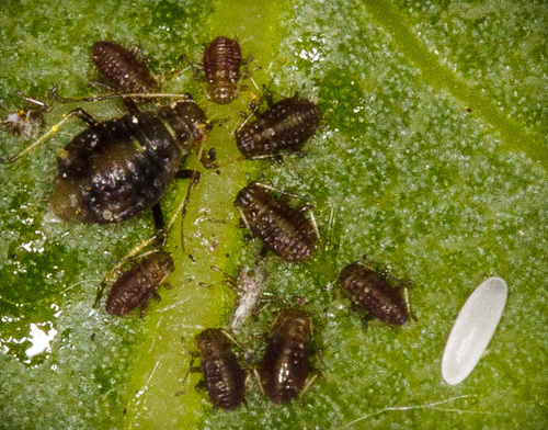 iNaturalist observation photo of Chaitophorus