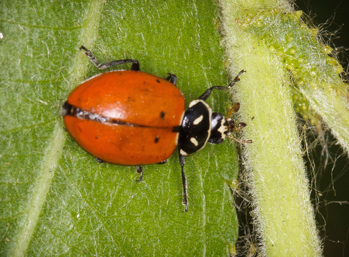 iNaturalist observation photo of Convergent Lady Beetle