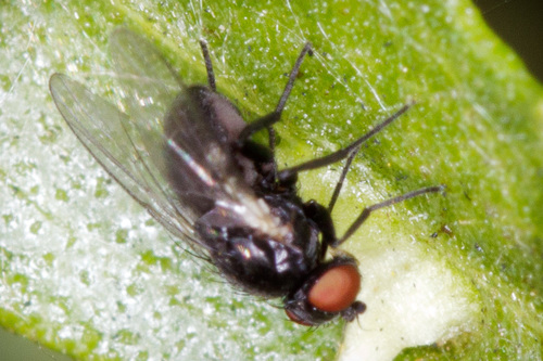 iNaturalist observation photo of Flies