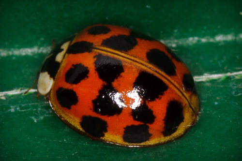 iNaturalist observation photo of Asian Lady Beetle