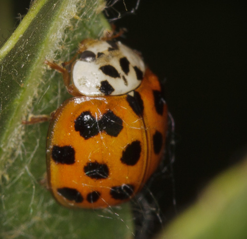 iNaturalist observation photo of Asian Lady Beetle