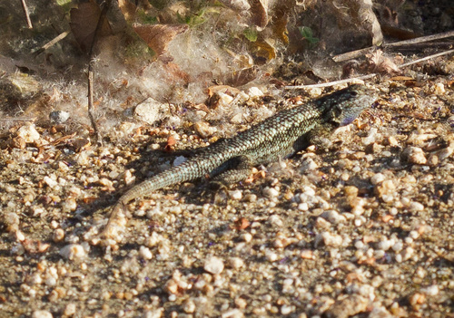iNaturalist observation photo of Western Fence Lizard