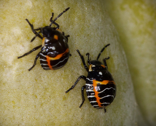 iNaturalist observation photo of Harlequin Bug