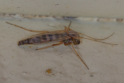 iNaturalist observation photo of Chironomus