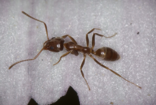 iNaturalist observation photo of Argentine Ant