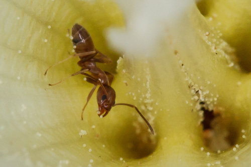 iNaturalist observation photo of Argentine Ant
