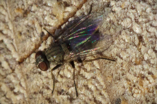 iNaturalist observation photo of House Flies and Allies