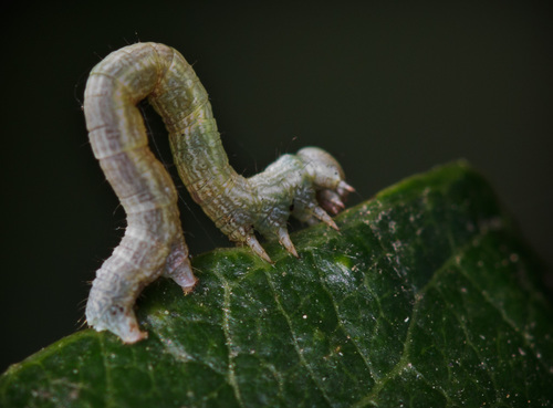 iNaturalist observation photo of Ennominae