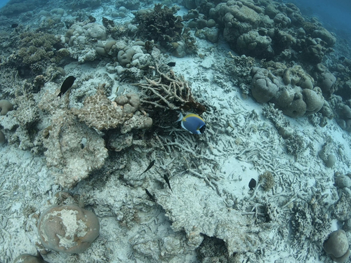 Powder Blue Tang — seen at this dive site