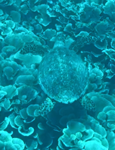 Hawksbill Sea Turtle — seen at this dive site