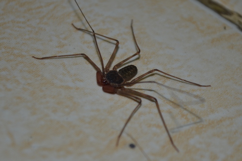 Dusky-handed Tailless Whip Scorpion (Paraphrynus raptator) · iNaturalist