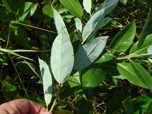 How to identify Salix myricoides Muhl.