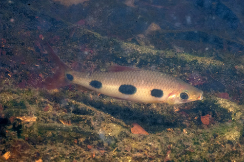 Leporinus klausewitzi