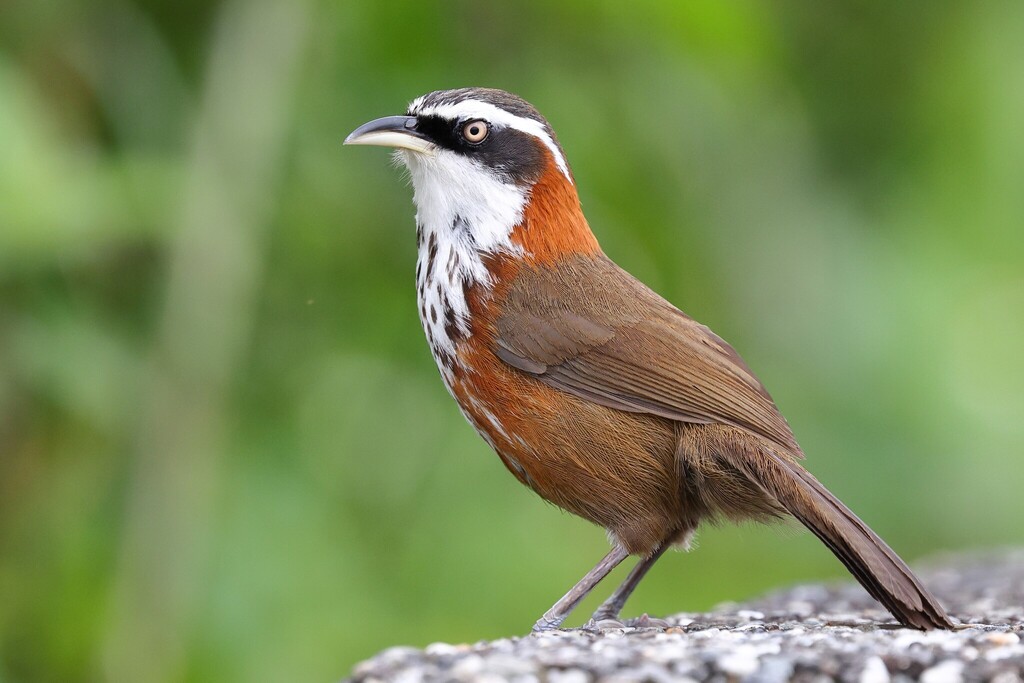 Taiwan Scimitar-Babbler (Pomatorhinus musicus) photo