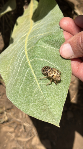 iNaturalist observation photo of True Bugs, Hoppers, Aphids, and allies