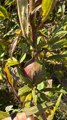 Unknown species found near Katonah, NY, US