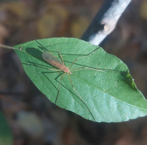 Unknown species found near Concord, MA 01742, USA
