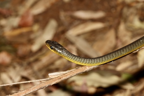 Common Tree Snake sighting