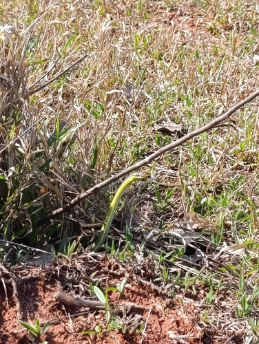 Miranda Green Racer