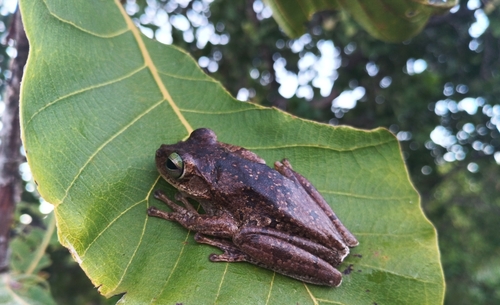 Drylands Tree Frog