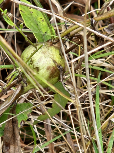 Unknown species found near Murray, KY 42071, USA