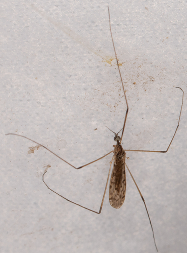 Unknown species found near Hancock County, IL, USA