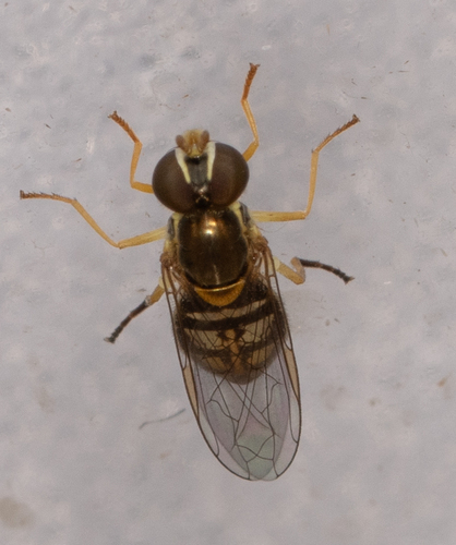 Unknown species found near Hancock County, IL, USA
