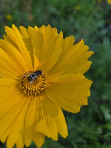 Unknown species found near Hampton, NH 03842, USA