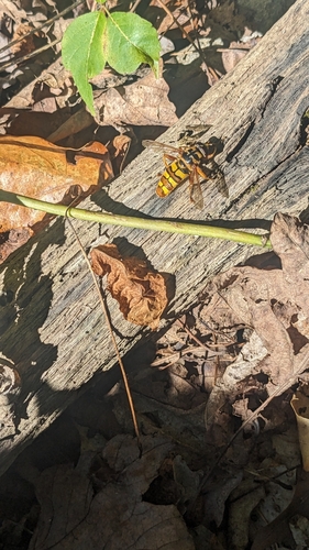 Unknown species found near Hocking County, US-OH, US